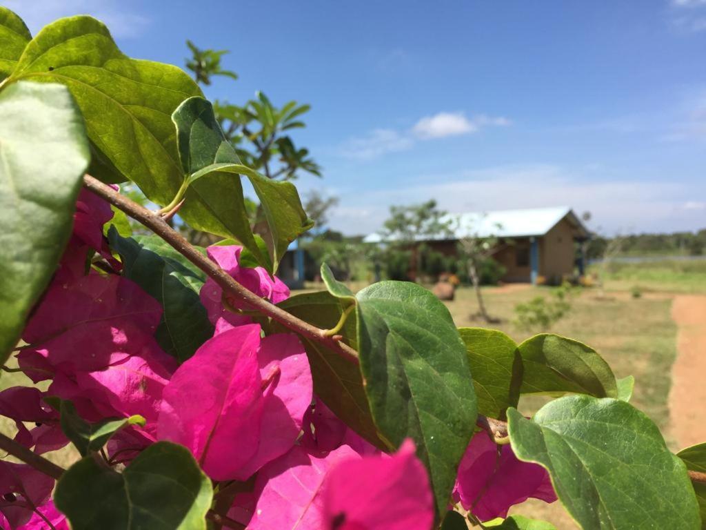 Rho Sigiriya Lake Edge Retreat Kibissa Exterior foto